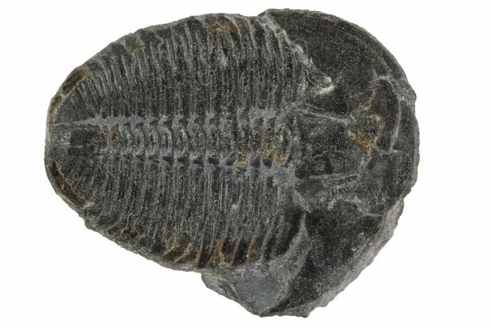 Elrathia Trilobite Fossil - Utah #97070